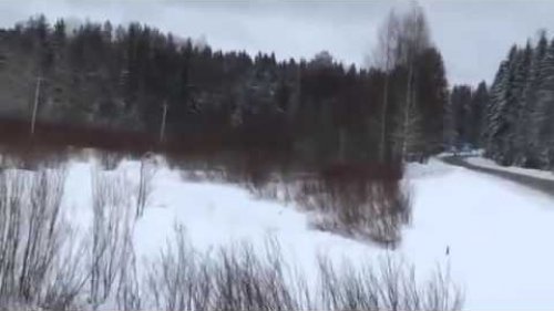 Лось, соблюдающий правила дорожного движения, обнаружен в России
