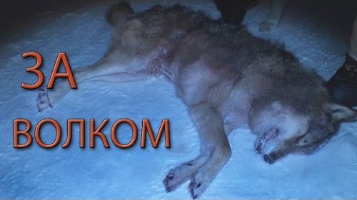 Охота на волка