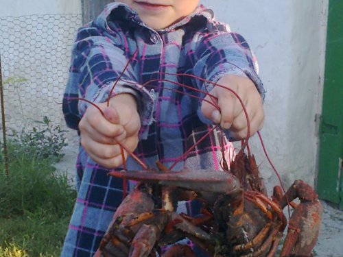 И раки у нас неплохие!
