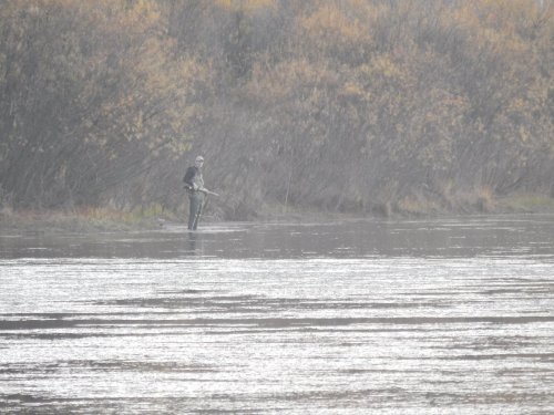 эх пока обходил а крикаш в водоросли залез подранок