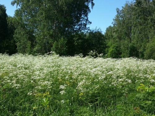 Летний календарь...