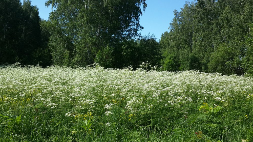 Летний календарь...