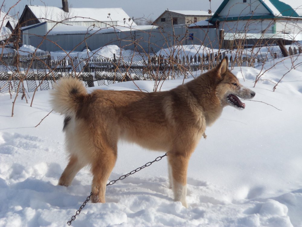 Прошел год, какая стала