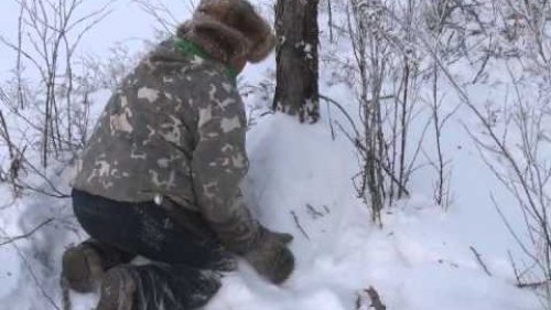 Капкан на соболя