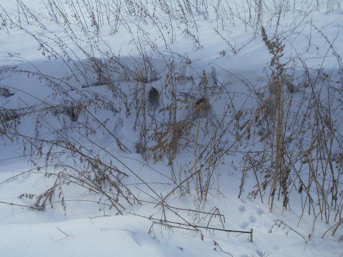 Заячий "норник".