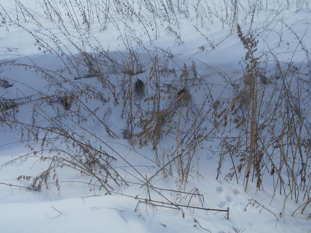 Заячий "норник".
