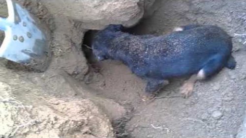Jagd Terrier против барсука