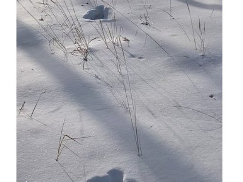 не подскажите чьи это следы?