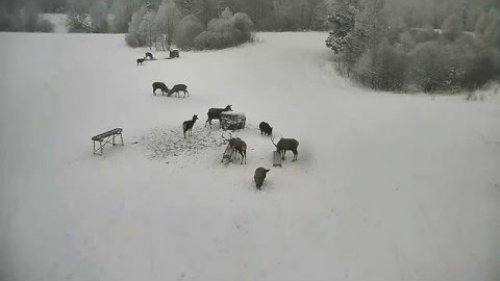 Олени на кормушке