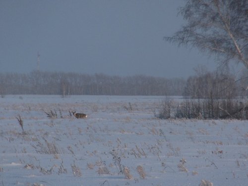 Косуля