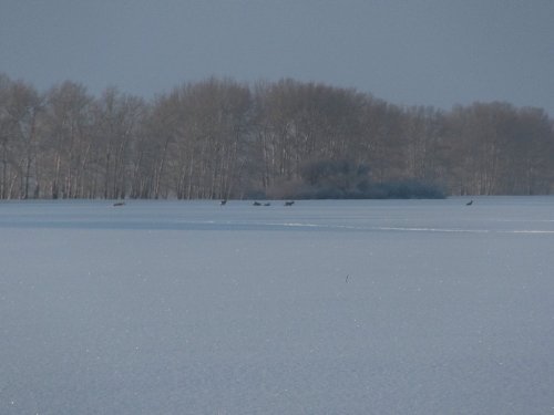 Косули