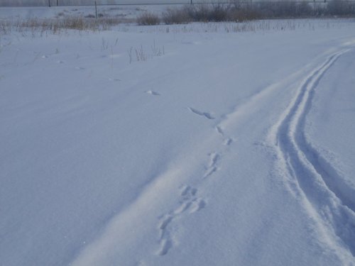 Следы косули бывают разные