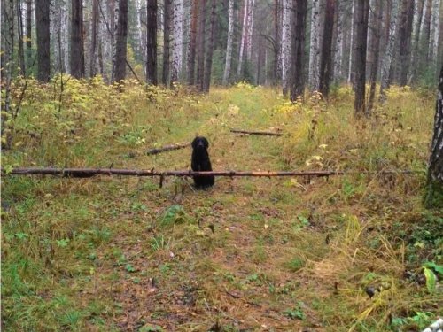 Красавец
