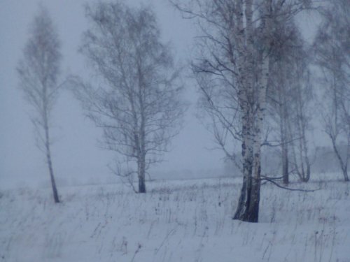 Березки