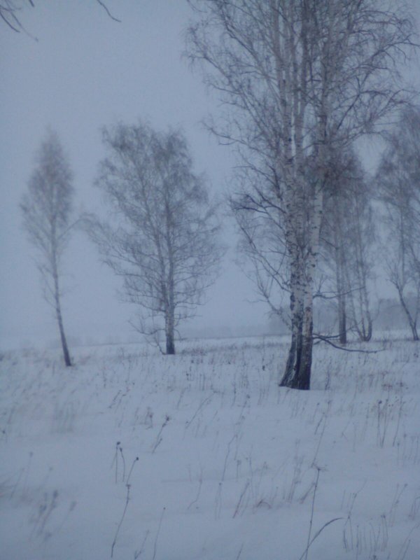 Березки