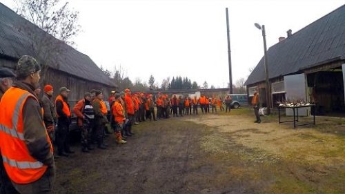 Большая охота на лося, работа собак, 4 коллектива