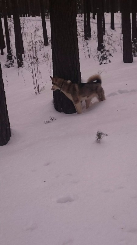 Мышей гоняет