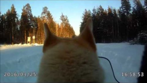 Мотособака