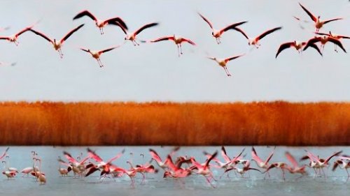 Аггёльский национальный парк. Птичий рай. Ag-gol national park. Bird paradise. [Eng.Sub.]
