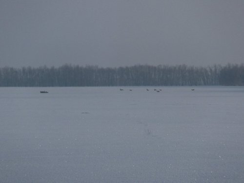 Косули