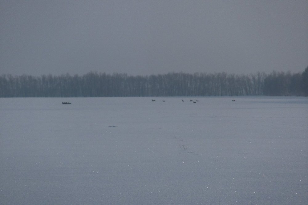 Косули