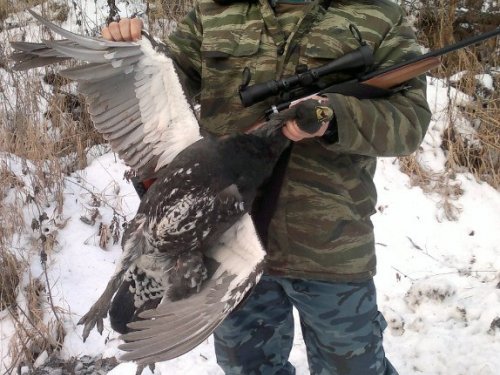 Глухарь