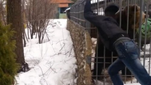 Медведь откусил руку пьяному смельчаку  29.01.16