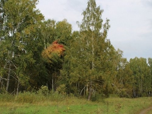 К истокам жизни (глава первая).