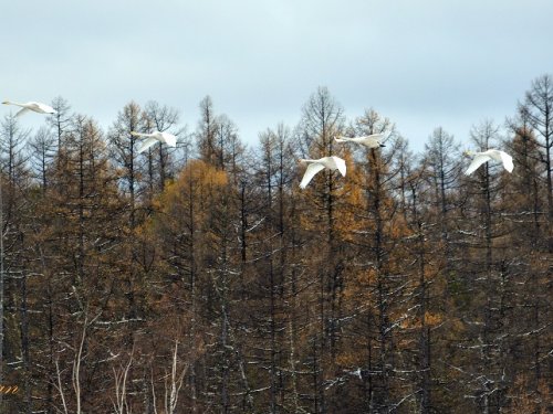 Лебеди
