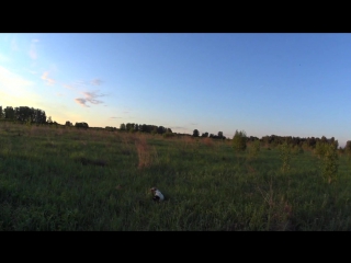 Тори