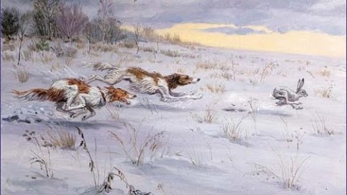 Охота на зайца 2016!