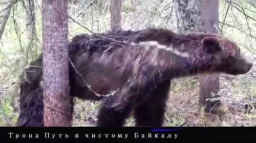 Браконьерство в Забайкальском Национальном Парке Бурятии.