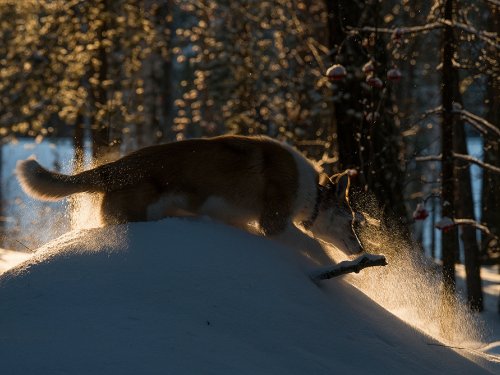 Увидел мышь