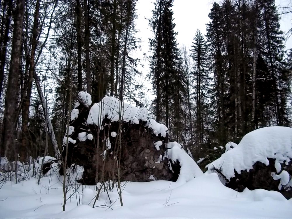Бурелом