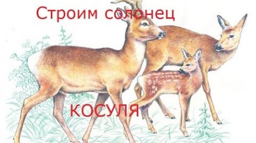 Строим солонец.Косуля.