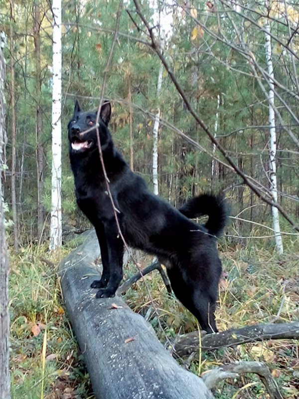 Просто чёрная собака.