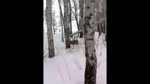Косуля с 5м