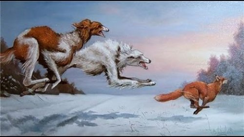 Охота на лисицу 2015-2016 с гончей и лайкой!