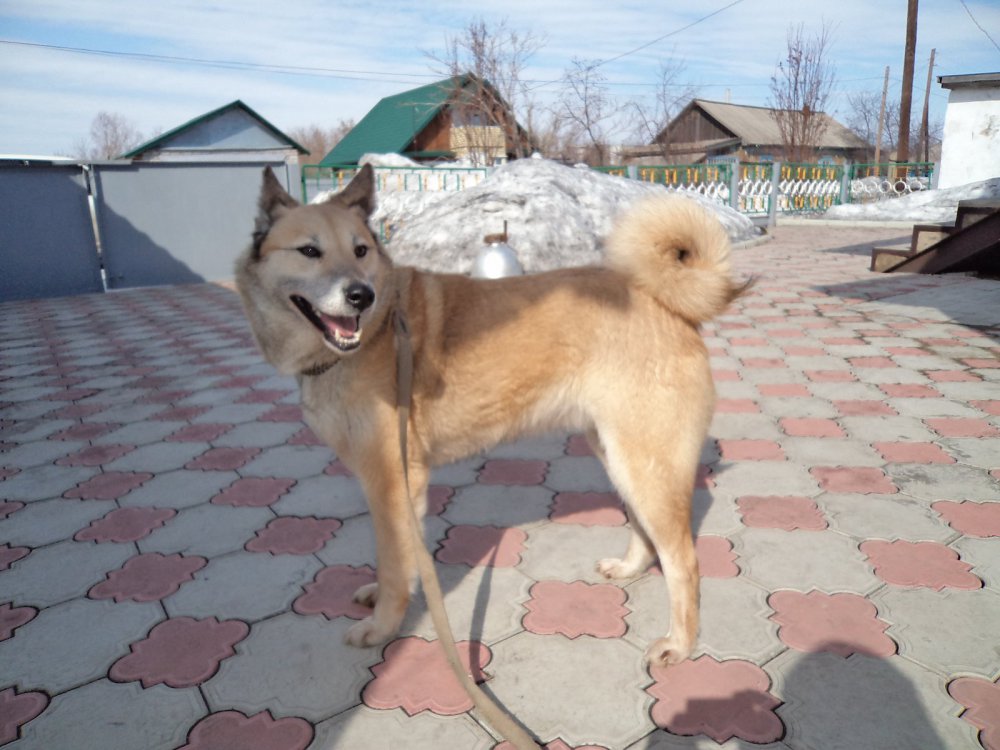 Бася