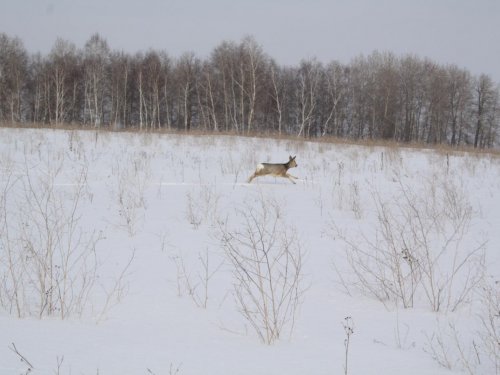 Косулька