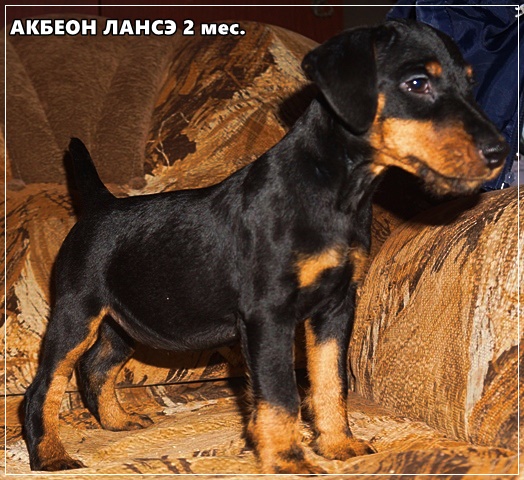Дамочка ПРОДАЕТСЯ)