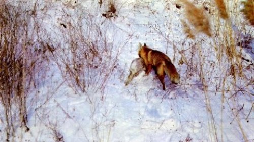 Охота лисы на зайца