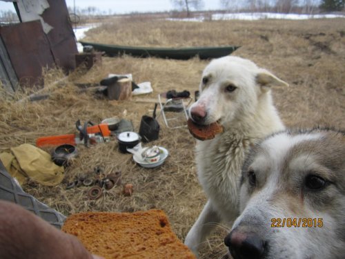 помощники наши