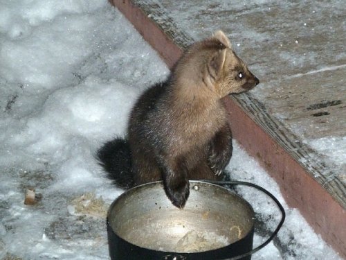 По кличке "Сигизмунд")))