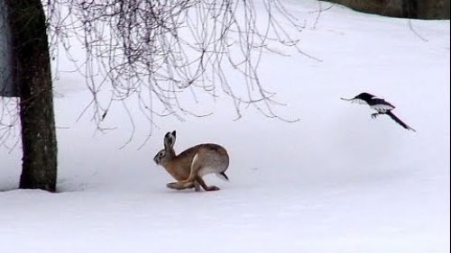 На зайца с собаками!