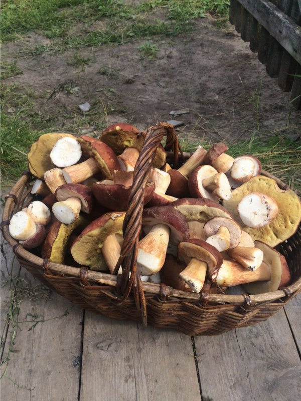 Боровики