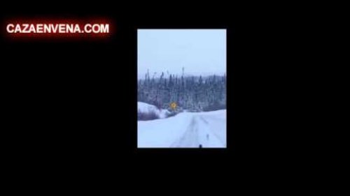 Норка охоты зайца в снегу