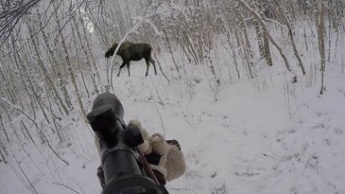 Большой коллектив, стоял на номере, стрелял по кабану