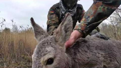 Спасение косули на игре по страйкболу