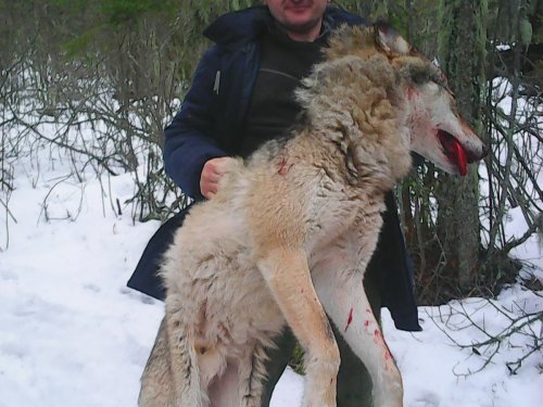 6 дней догонялок